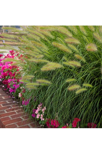 Пеннисетум Маленький зайчик в ландшафте